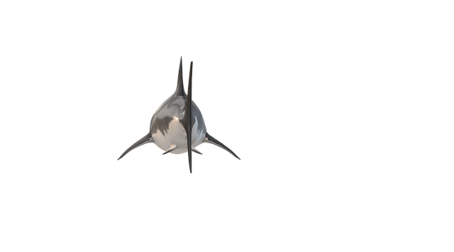 Free shark fish nature illustration