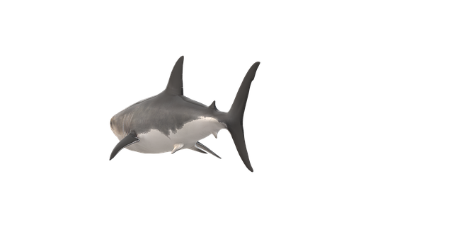 Free shark fish nature illustration