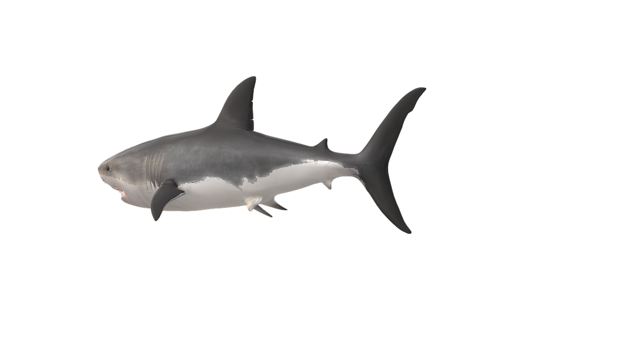 鮫 魚 - Pixabayの無料画像