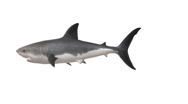 Free shark nature fish illustration