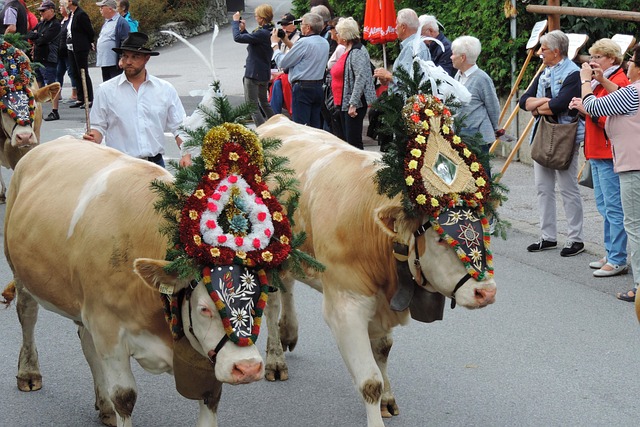 Almabtrieb, Fügen, Zillertal, Kuh, Alm