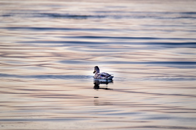 Free Water Sea photo and picture