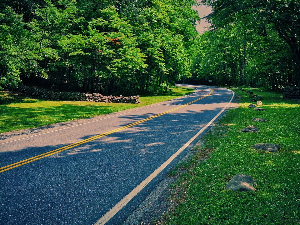 forest road lonely curve