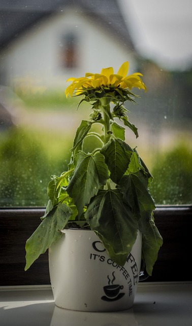 Free Sunflower Flower photo and picture