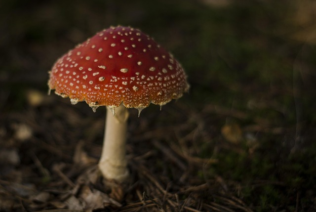 Free Toadstool Nature photo and picture
