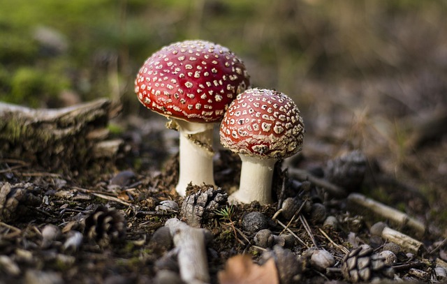Free Toadstools Nature photo and picture