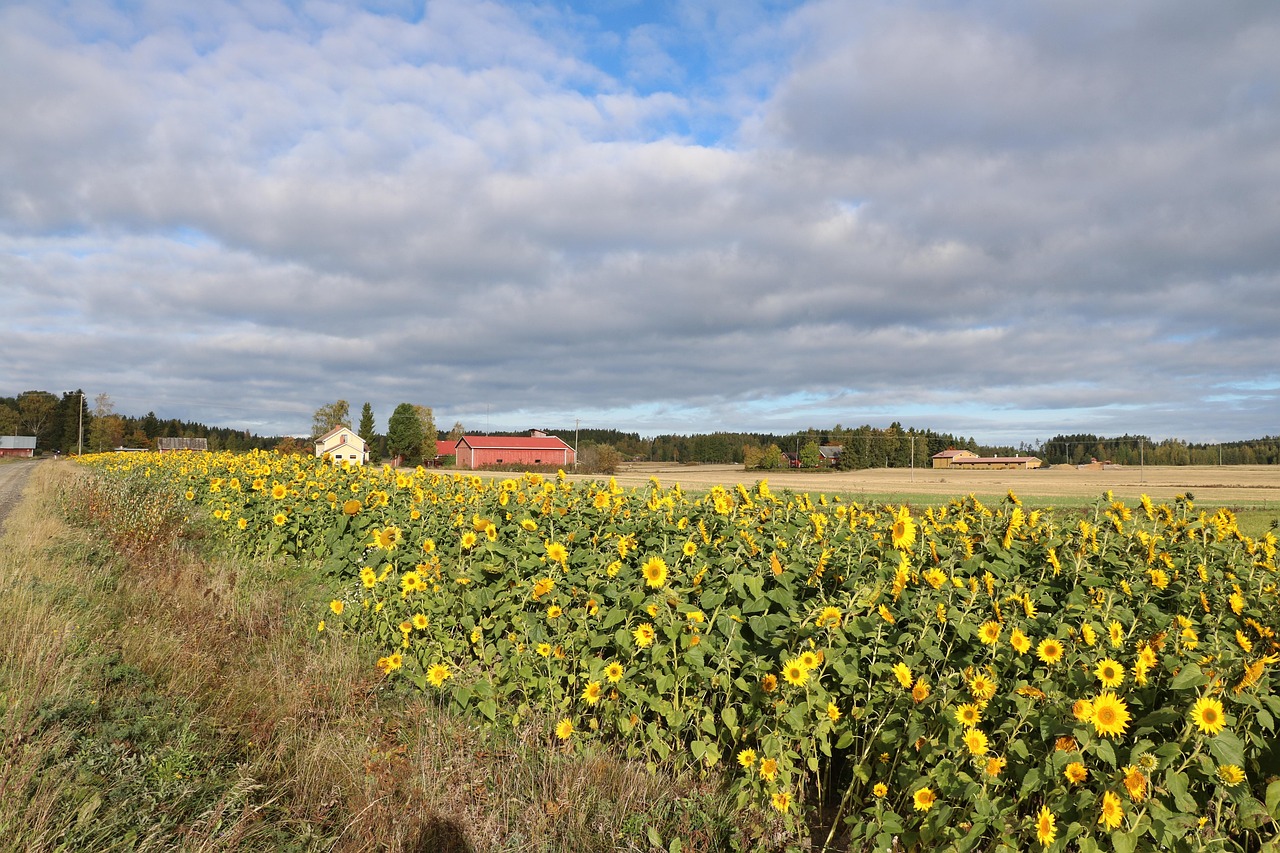 Countryside - free online jigsaw puzzle photo