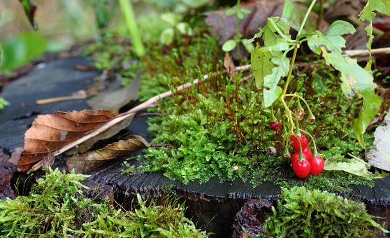 Herbst, Laub, Beere, Regen