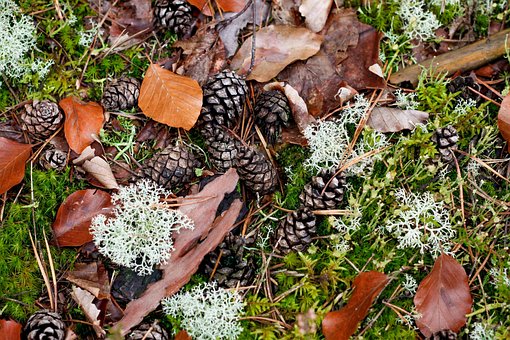 Tannenzapfen, Herbstlaub, Moos, Wald