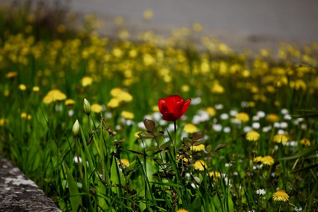 超过 300000 张关于“花丛深色”和“花丛”的免费图片 - Pixabay