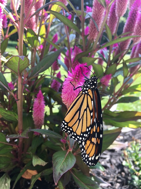 Free Monarch Butterfly photo and picture