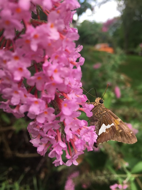 Free Butterfly Moth photo and picture