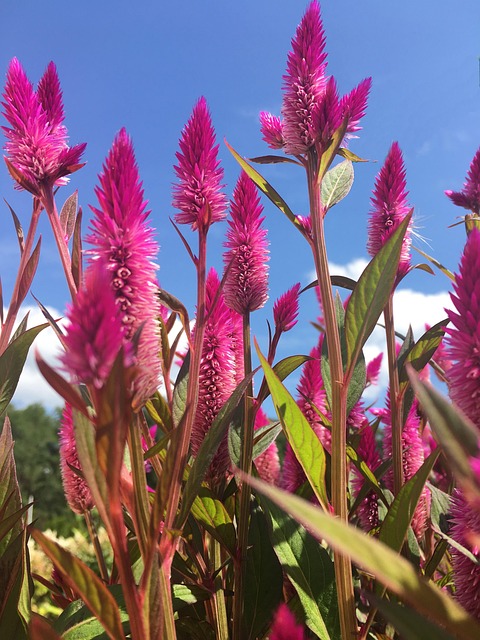 Free Celosia Flowers photo and picture