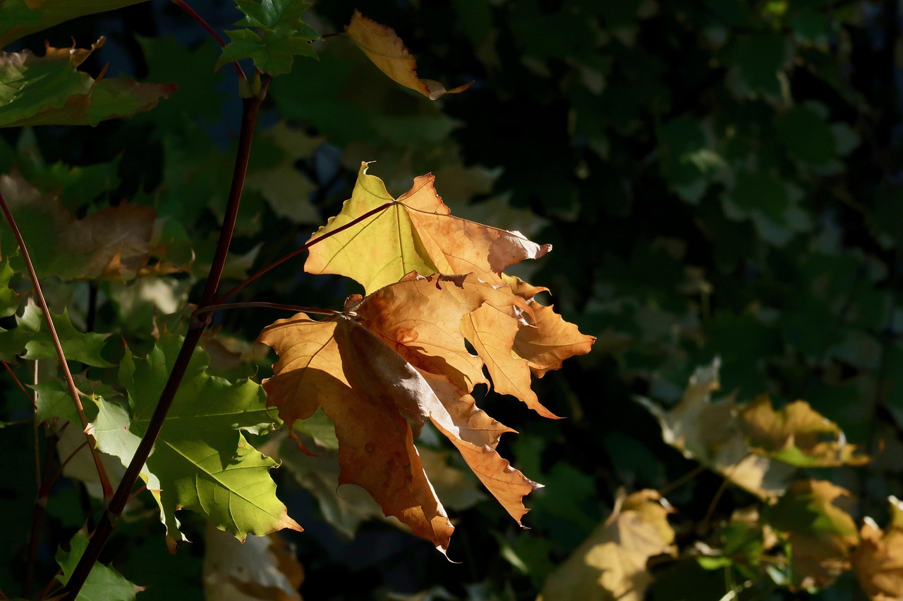 Fall Backlighting Light - Free photo on Pixabay - Pixabay