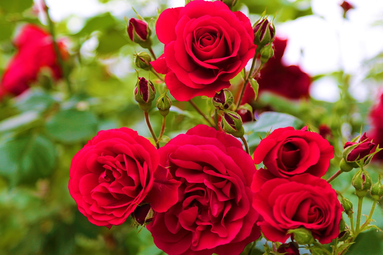 rose recenzii sunt bărbat vei întâlni o femeie