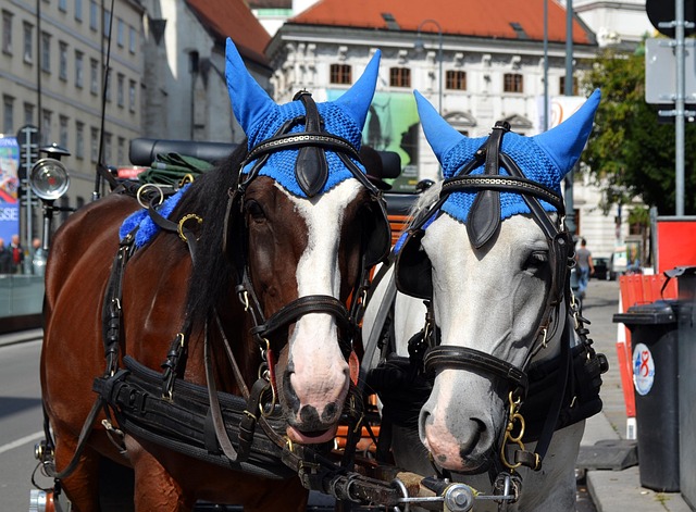 Horse, Austria, Hotel
