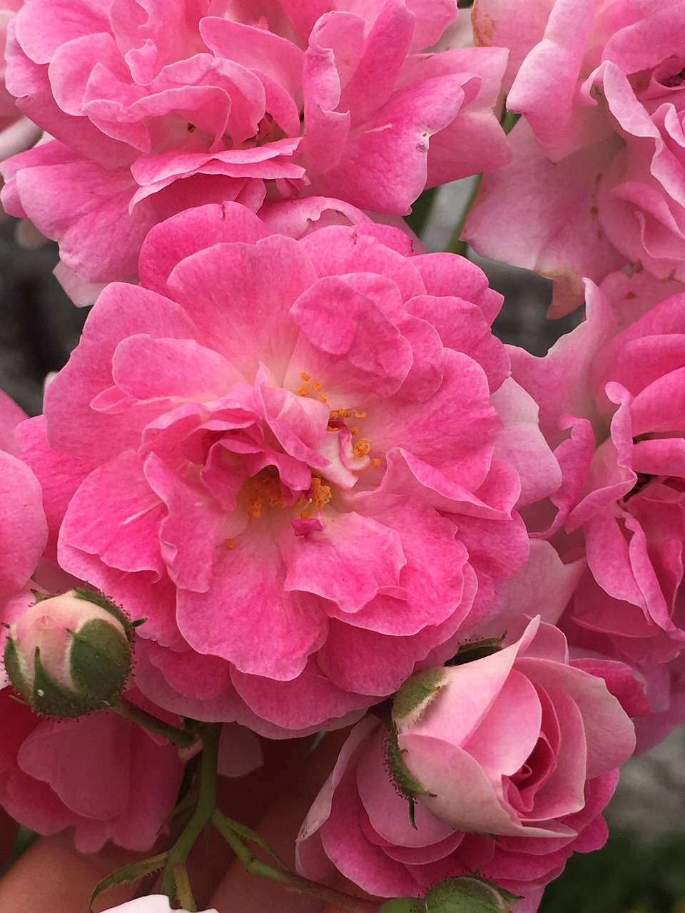 Flores Rosas Natureza - Foto gratuita no Pixabay - Pixabay