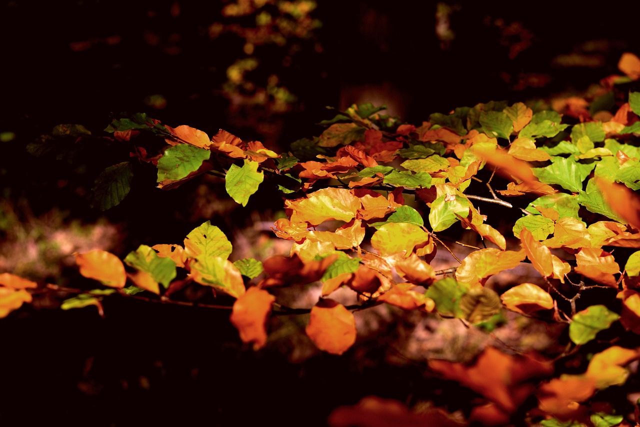 Autumn Leaves Fall - Free photo on Pixabay - Pixabay