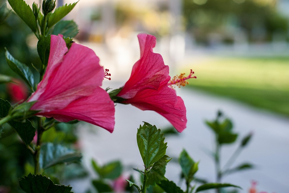 Flower Hibiscus - Free photo on Pixabay - Pixabay