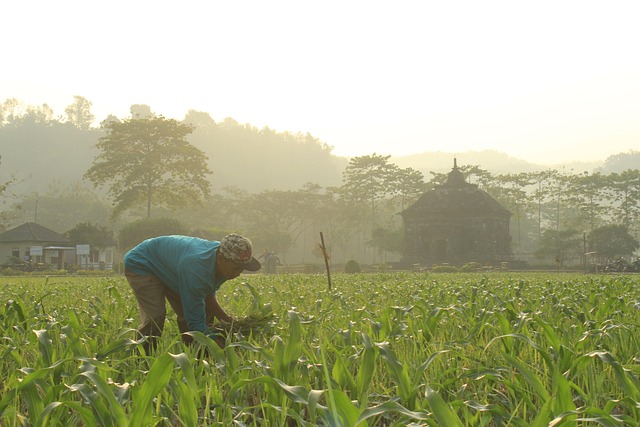 Free Temple Morning photo and picture