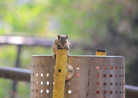 Free Squirrel Nature photo and picture
