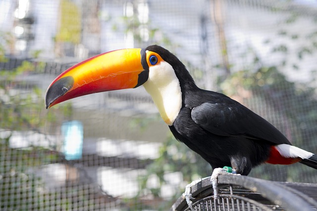 Free Toucan Bird photo and picture