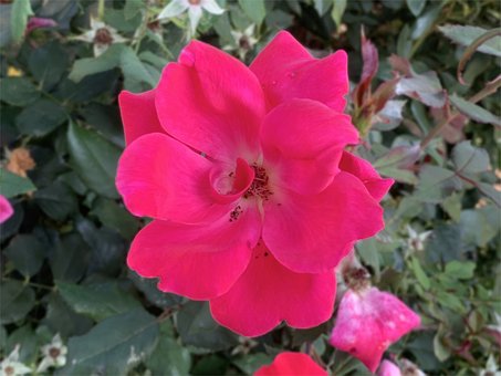 Free Flower Leaf photo and picture