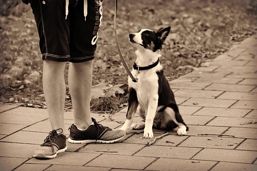 Cane, Animale, Animale Domestico, Uomo