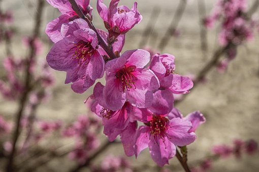 Ferskenblomst dating site