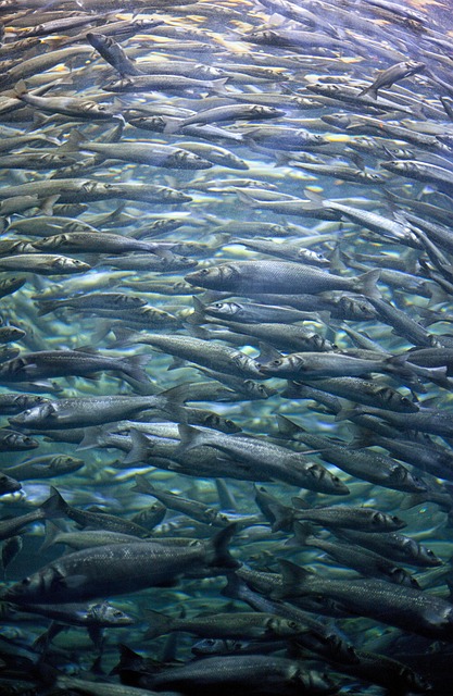 10,000+ Free Silver Fish & Fish Images - Pixabay