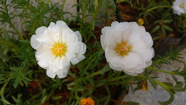 Free White Flowers Moss Rose photo and picture