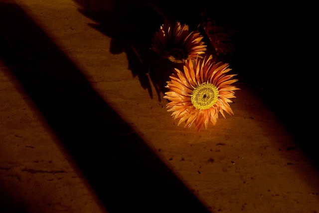 Free Flower Flowers photo and picture