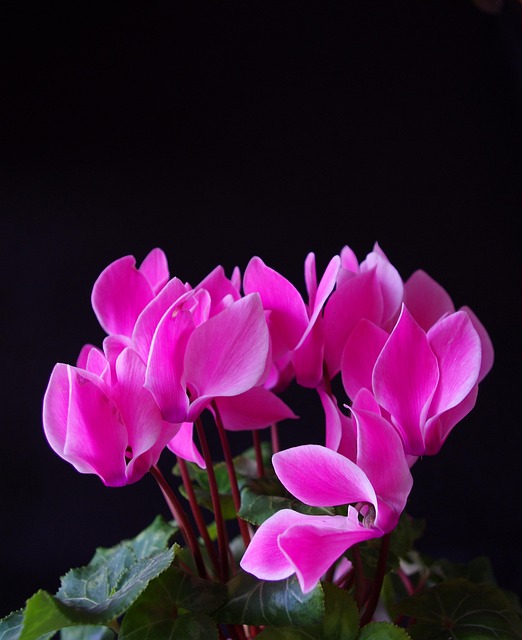 Free Flower Flowers photo and picture