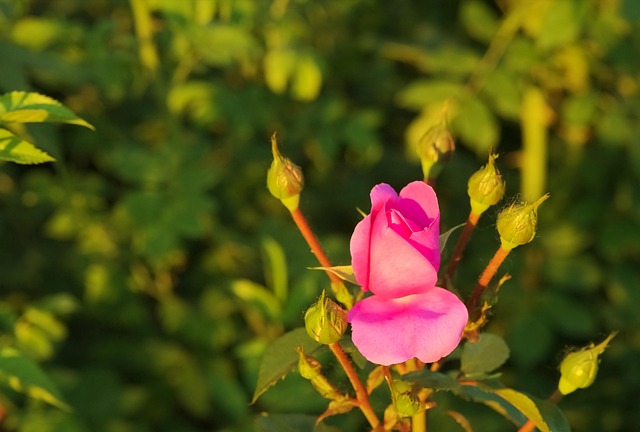 Free Flower Rose Flower photo and picture