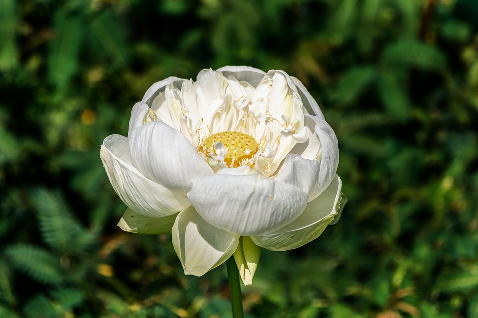 lotus-3704967_960_720.jpg