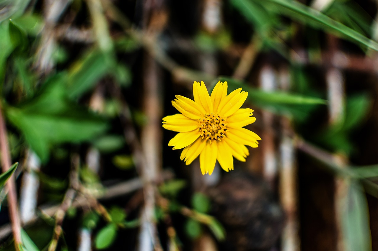 Yellow Flower Grass Free photo on Pixabay
