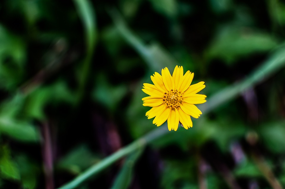 Yellow Flower Grass Free photo on Pixabay Pixabay