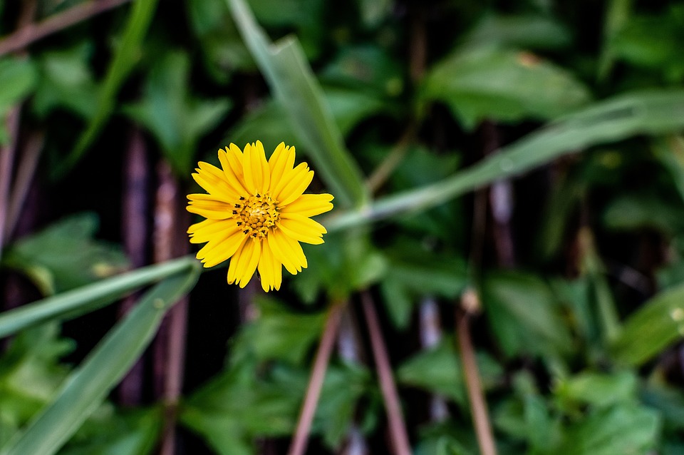 Yellow Flower Grass Free photo on Pixabay Pixabay