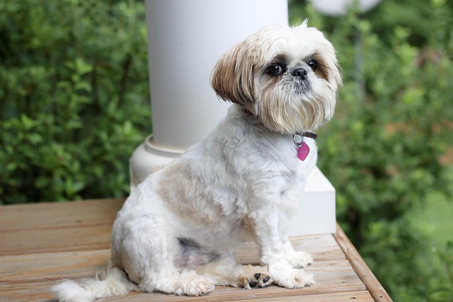 Free Dog Shih Tzu photo and picture