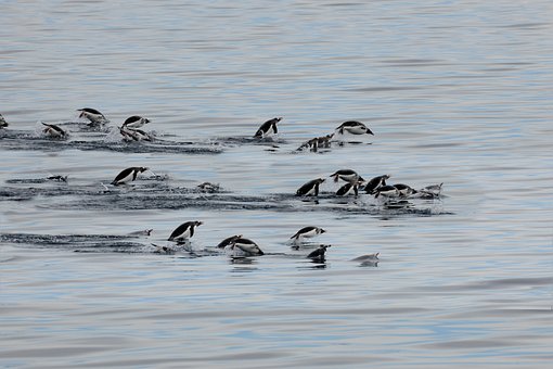 Free Penguins Antarctic photo and picture