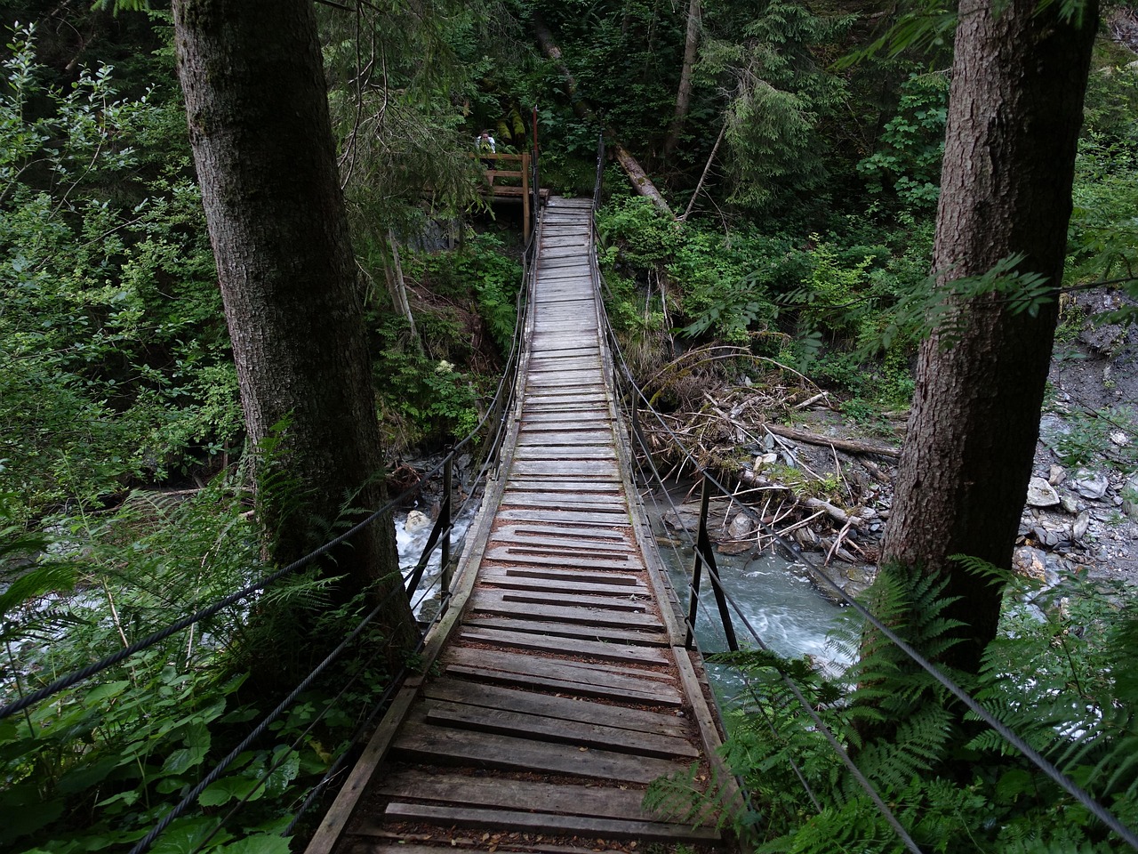 Suspension Bridge Forest - Free photo on Pixabay