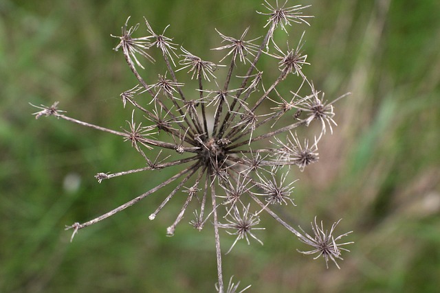 Free Flower Wildflower photo and picture