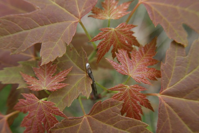 Free Leaves Red photo and picture