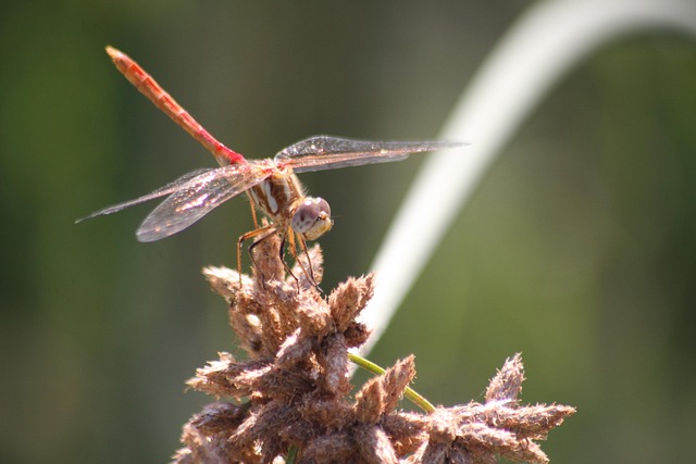 Free Dragonfly Plant photo and picture