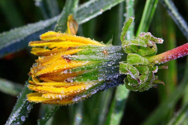 Free Dandelion Nature photo and picture
