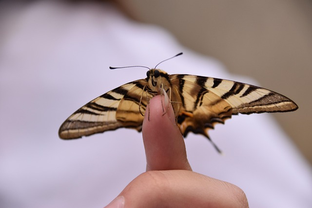 Free Butterfly Insect photo and picture