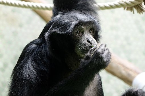 Free Evolution Monkey photo and picture