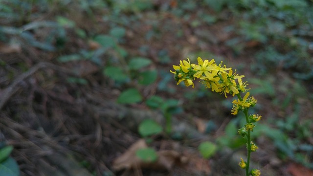 Free Flower Yellow photo and picture