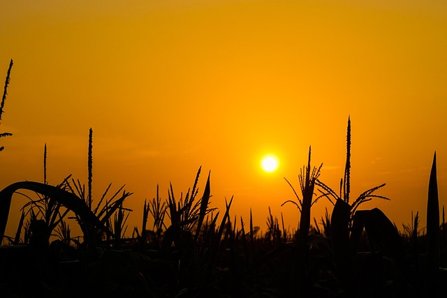 Free Sun Corn photo and picture