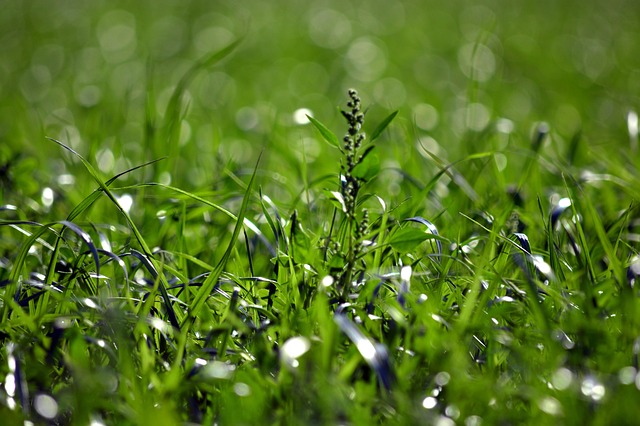 Grass Green Nature - Free photo on Pixabay